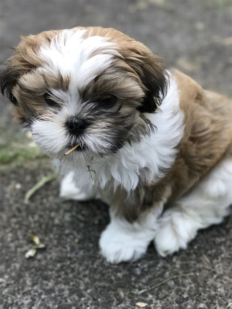 maltese shih tzu sale